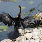Everglades Wasservögel