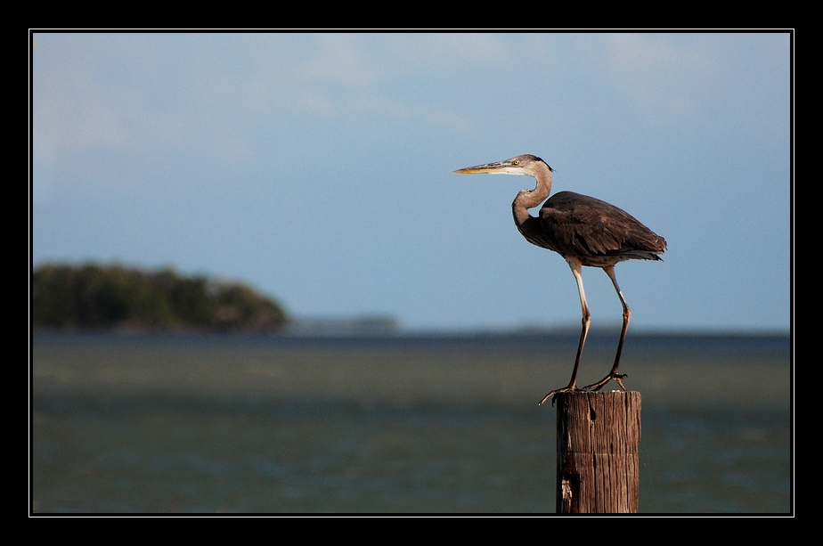 Everglades - Zwischen Mangrovensumpf und Meer