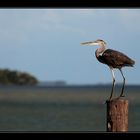 Everglades - Zwischen Mangrovensumpf und Meer