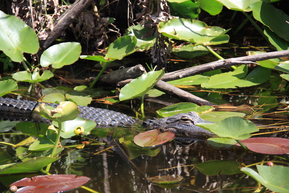 everglades2