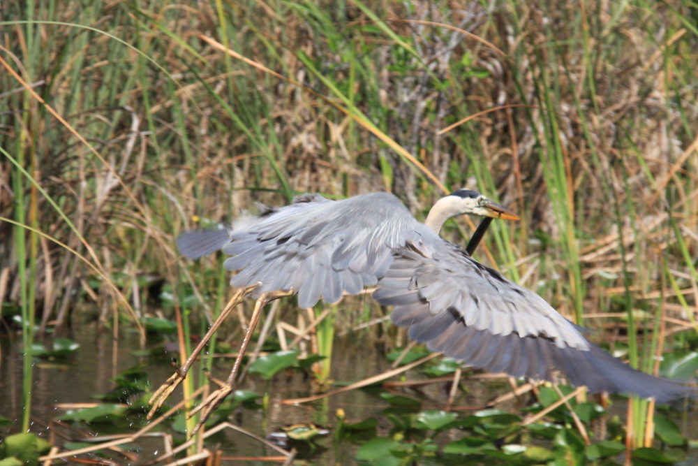 everglades4