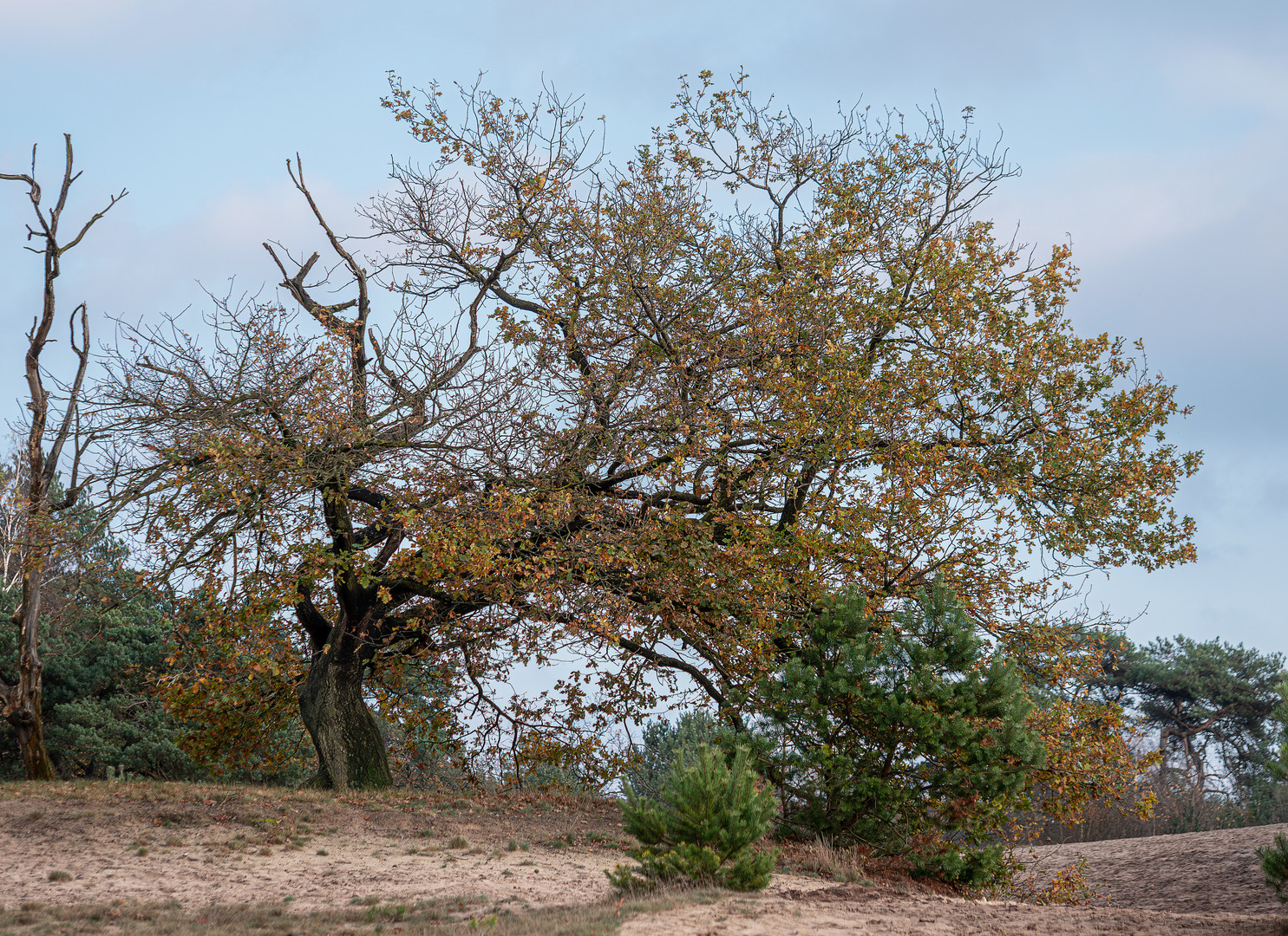 Everinghauser Dünen