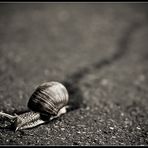 Everlasting snail-trail