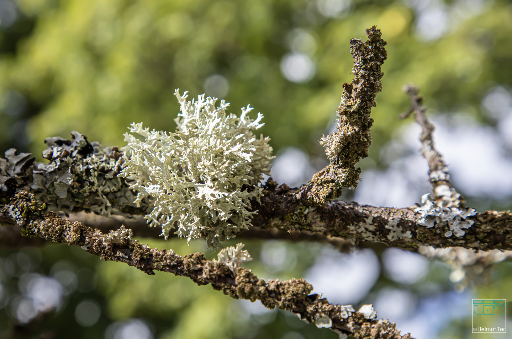 Evernia prunastri 