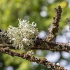 Evernia prunastri 