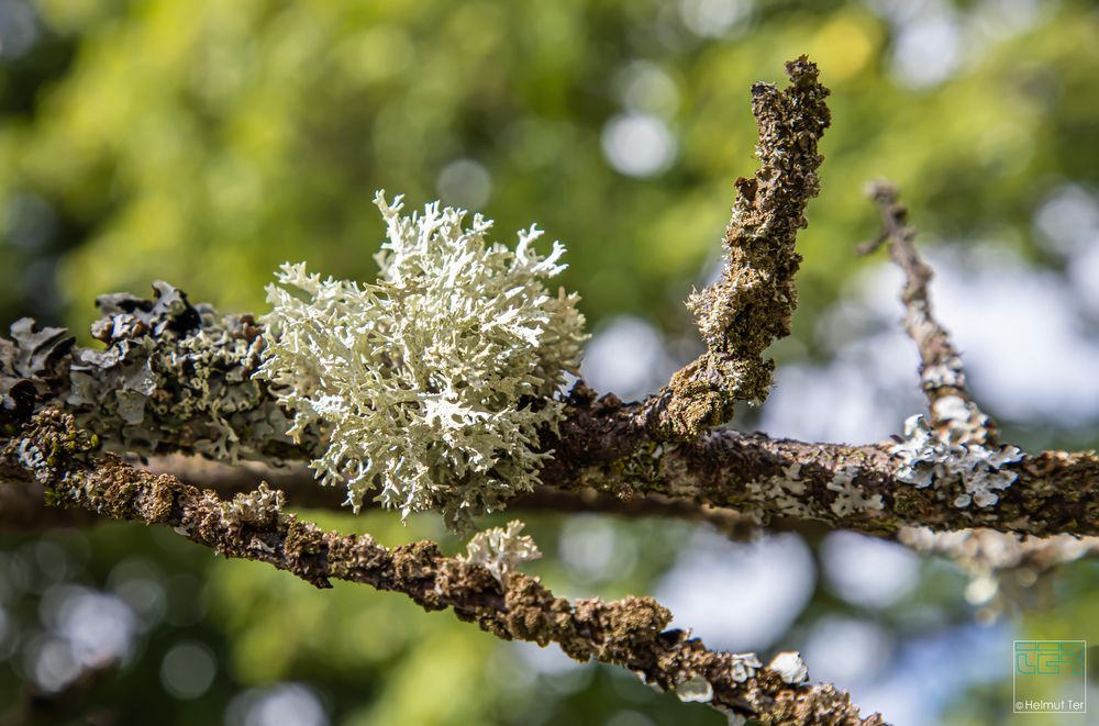 Evernia prunastri 