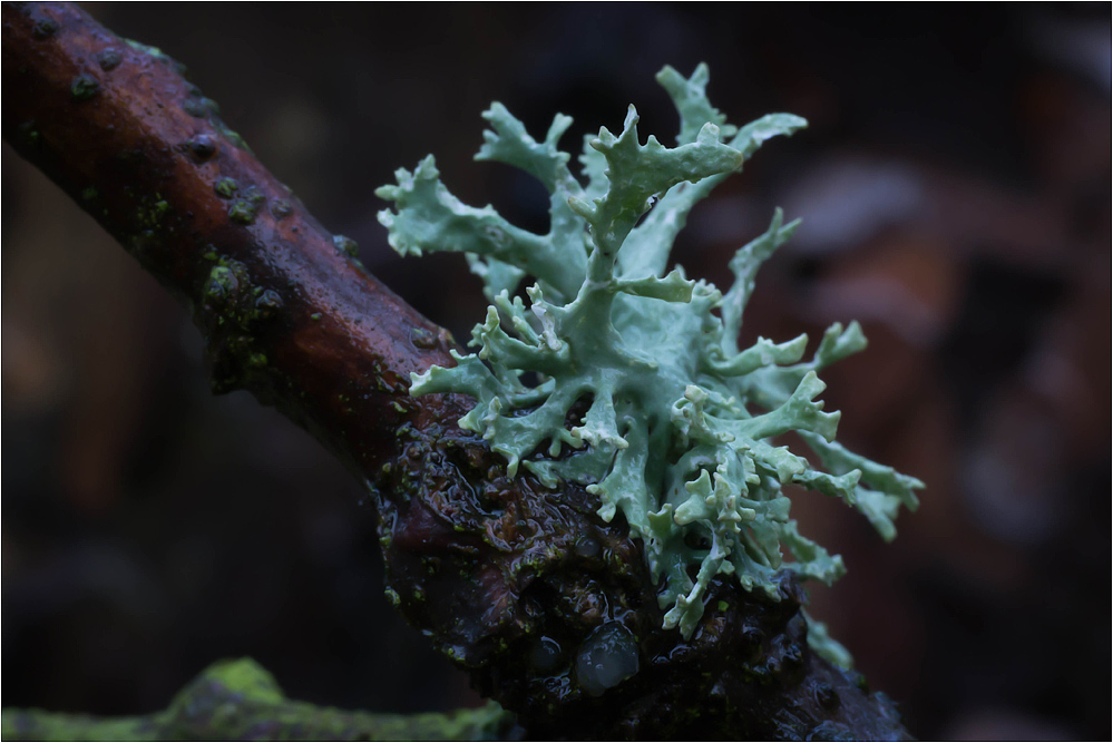 Evernia prunastri...