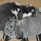 "...Every Bunnyyyy Love`s Some Bunnyyyy, Sometimes..."