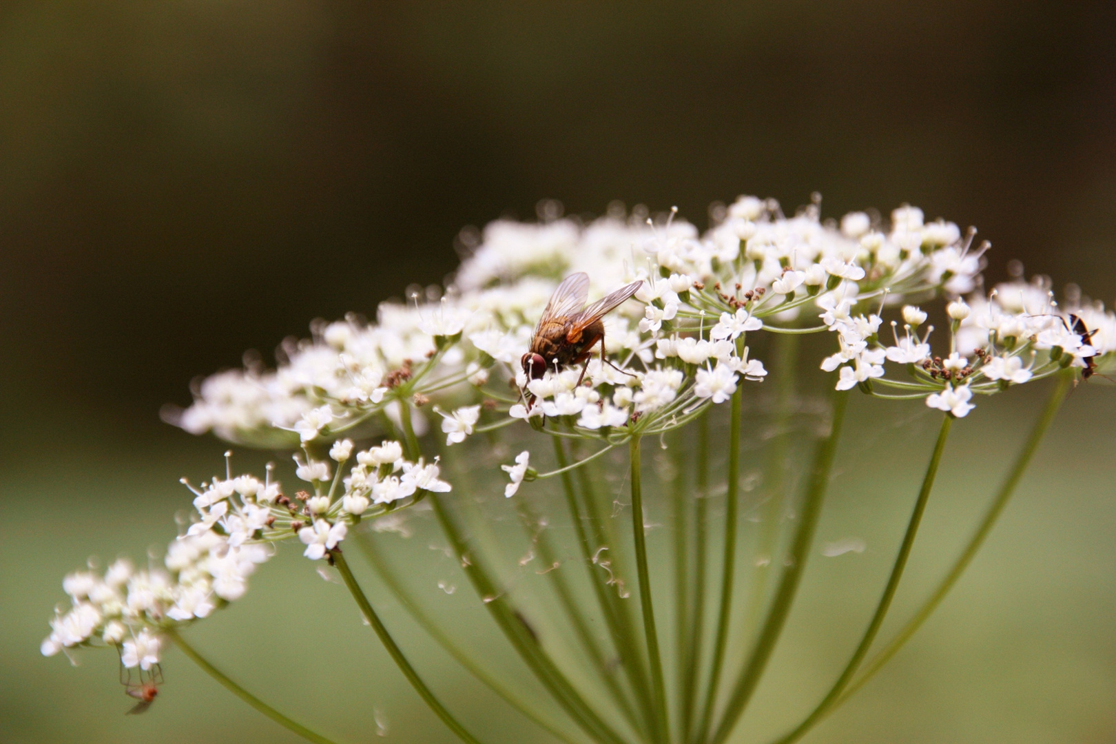 Every flower stares and watches