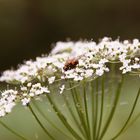 Every flower stares and watches