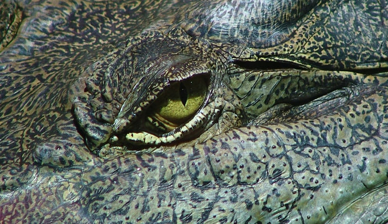 Evil Eye 2 - Saltwater Crocodile