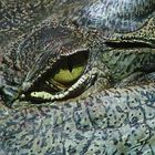 Evil Eye 2 - Saltwater Crocodile