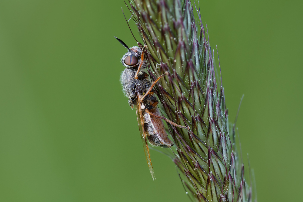 evil gadfly äääh doch soldier fly