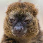 Evil Lemur