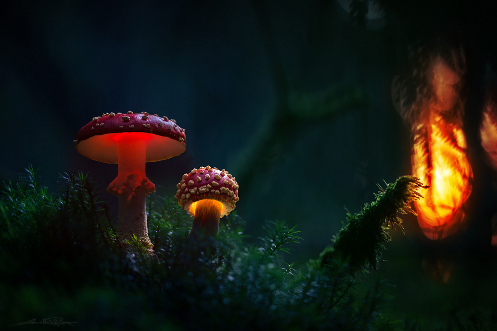 . : evil mushrooms : .