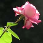 Evita's Rose