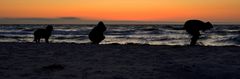 Evolution! am Strand von Hiddensee