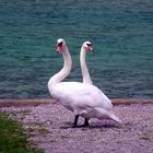 Evolution am Wolfgangsee - Sicherung nach allen Seiten