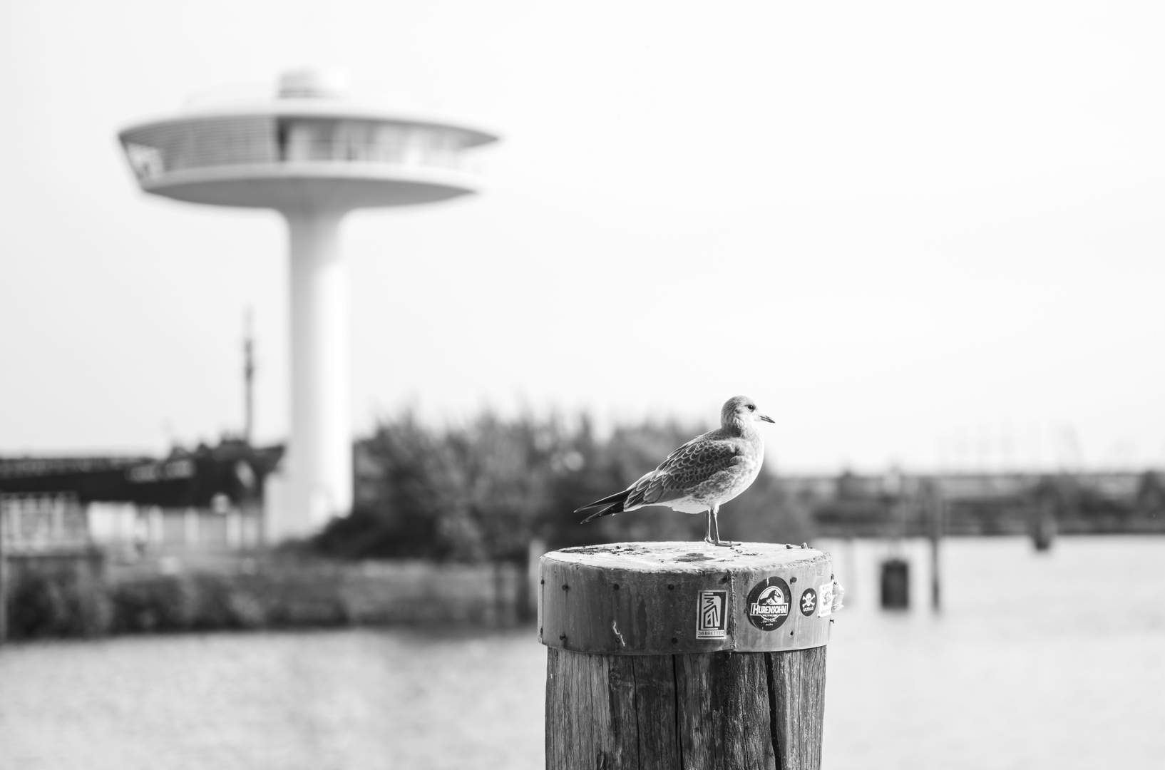 Evolution, Möwe in der HafenCity