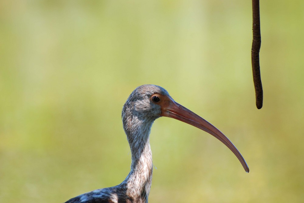 Evolution: Vogel und Wurm