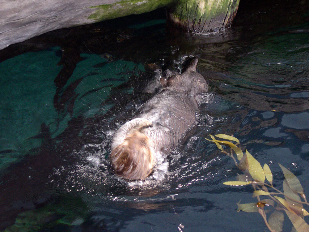 Evoluzioni di una lontra