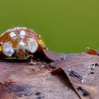 evt. Vierzehntropfiger Marienkäfer