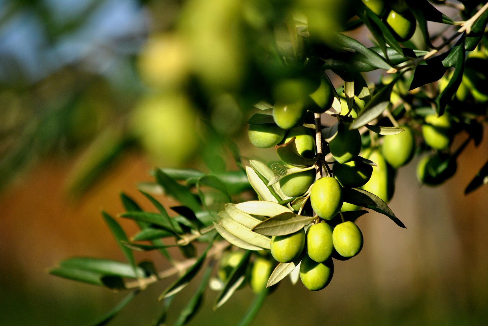 evviva, tra poco l'olio nuovo!