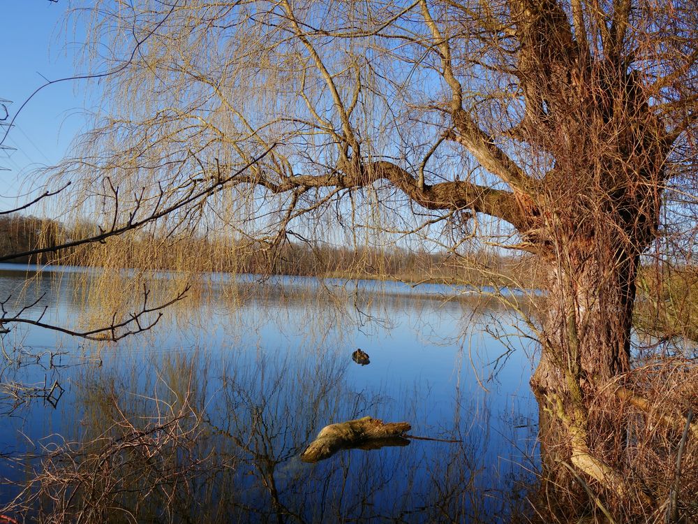 Ewaldsee in Gelsenkirchen Resser Mark