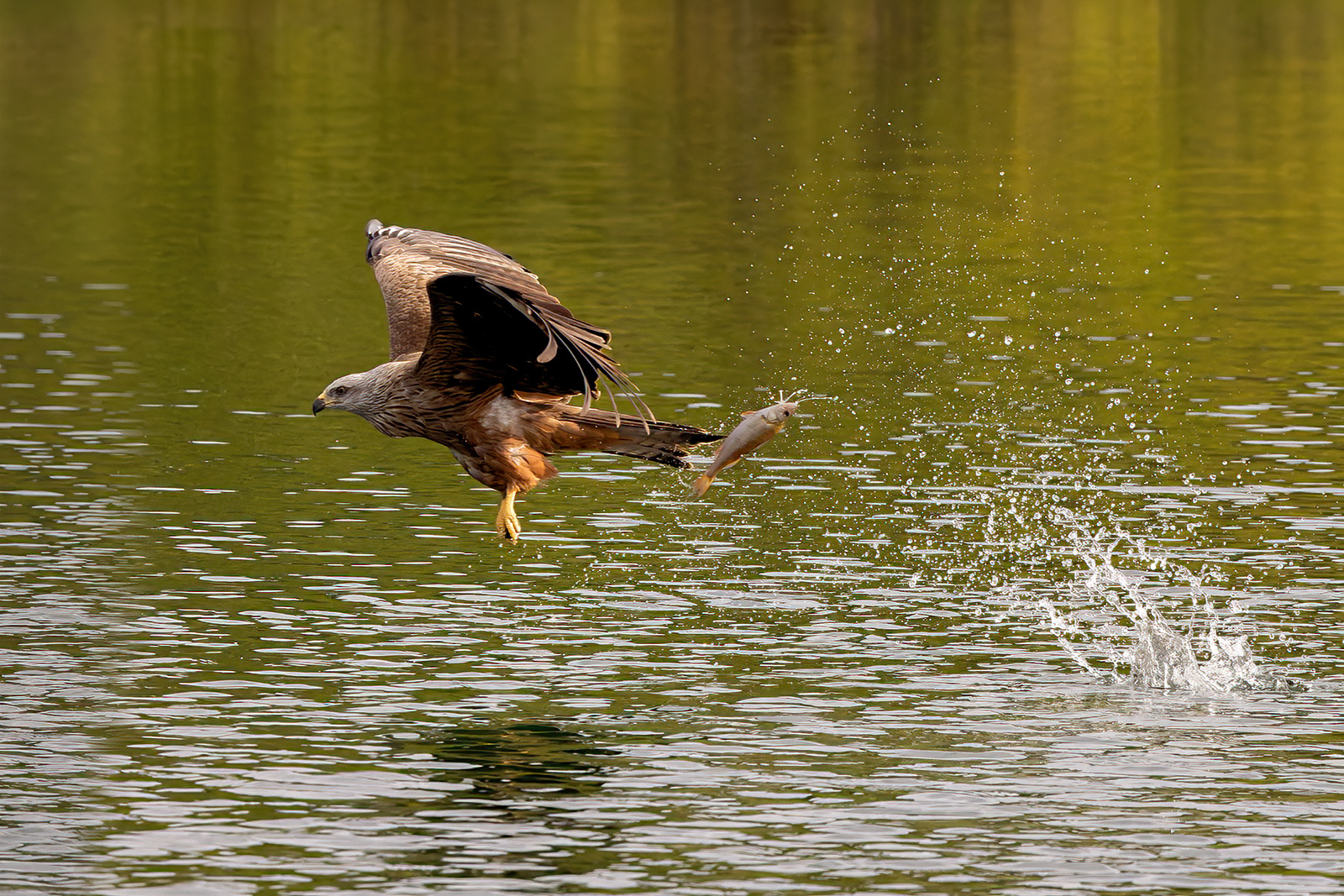 ewig lockt der Fisch