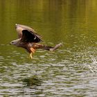 ewig lockt der Fisch