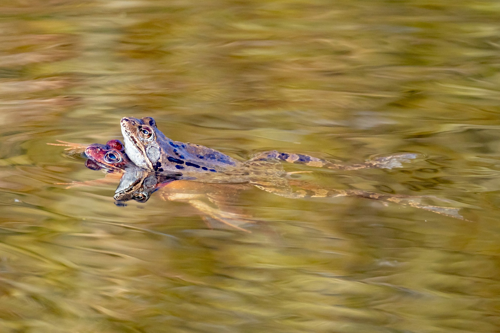 Ewige (Frosch)Liebe