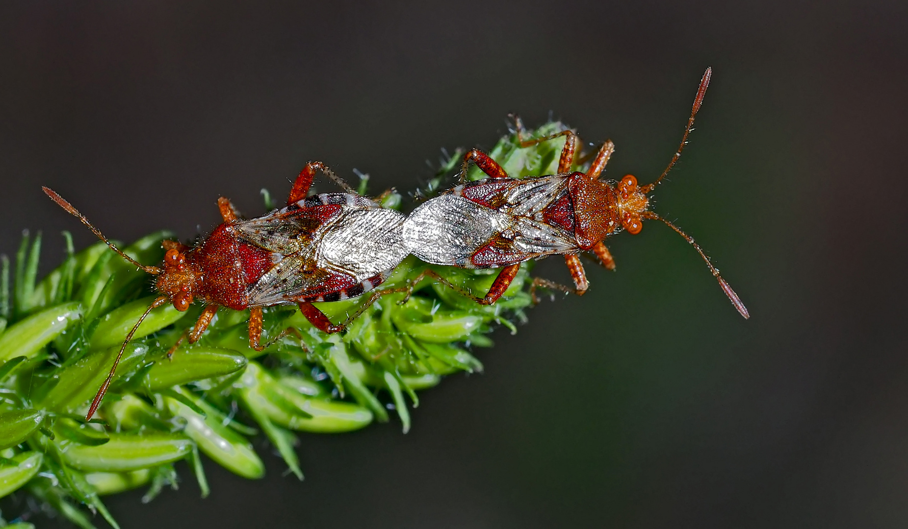 Ewige Liebe bei den Hellbraunen Glasflügelwanzen (Rhopalus subrufus). - S'aimer sans se regarder! 