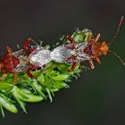 Ewige Liebe bei den Hellbraunen Glasflügelwanzen (Rhopalus subrufus). - S'aimer sans se regarder! 