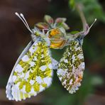 Ewige Liebe, nur für uns zwei! (3. Foto) - L'aurore (Anthocharis cardamines): le mariage!