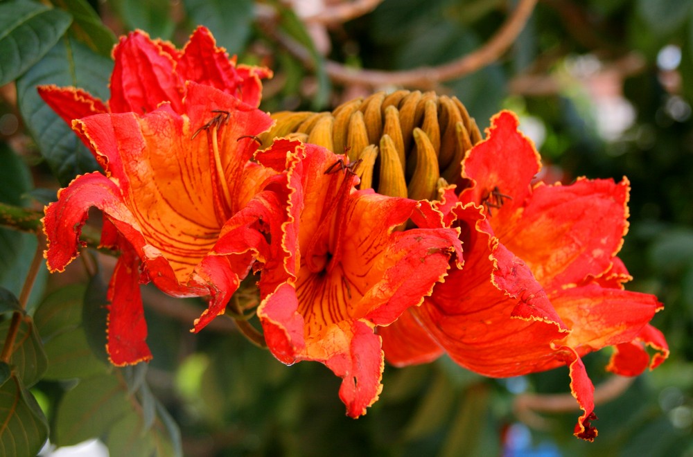 EWIGER FRÜHLING AUF TENERIFFA