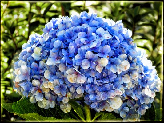 EWIGER FRÜHLING......