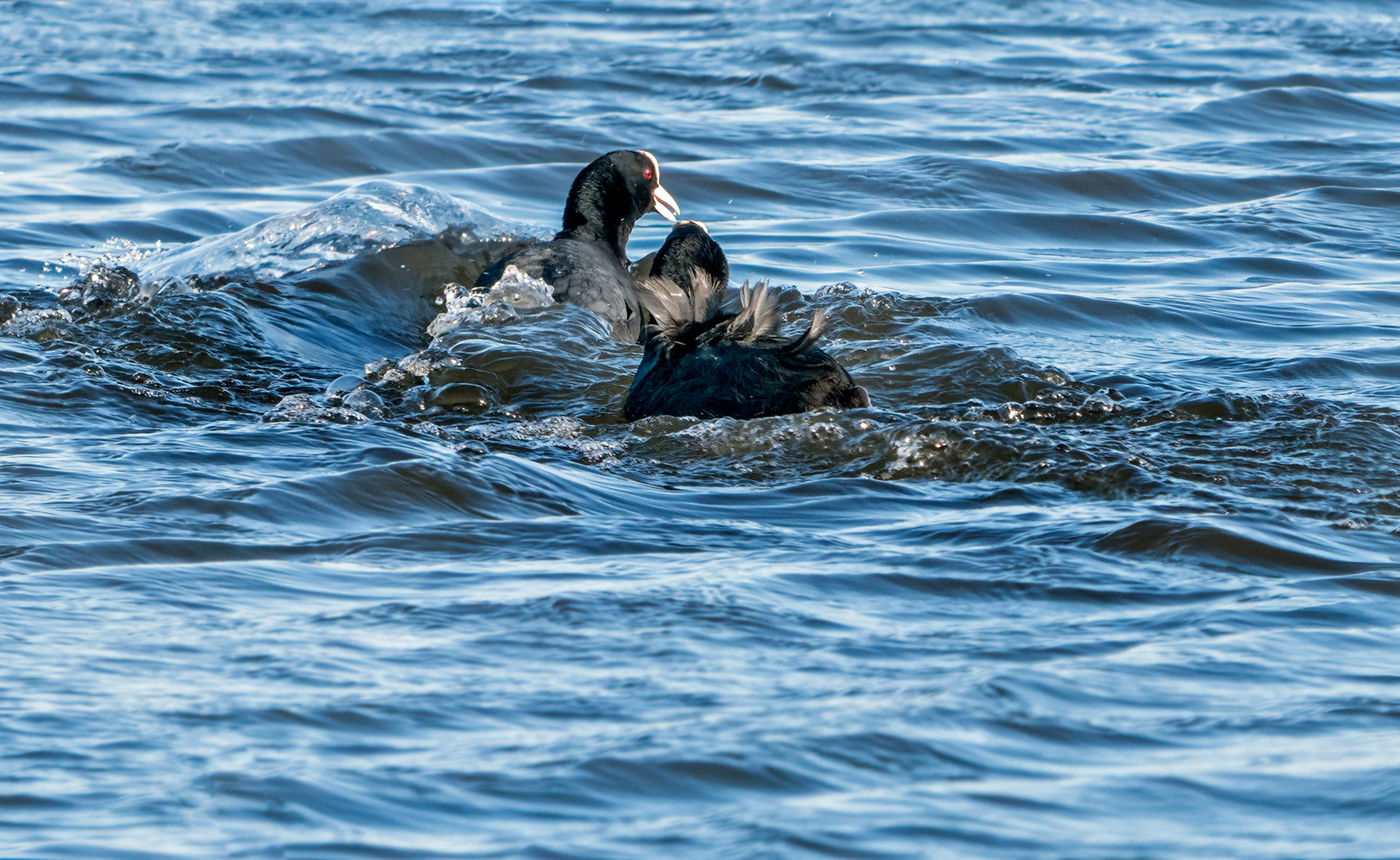 "EWIGER HICK-HACK" auf dem Wasser