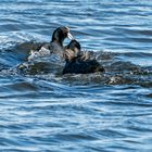 "EWIGER HICK-HACK" auf dem Wasser