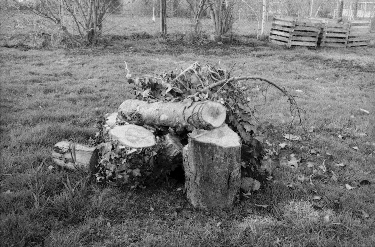 Ex Apfelbaum im Garten