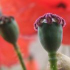 Ex - Mohn