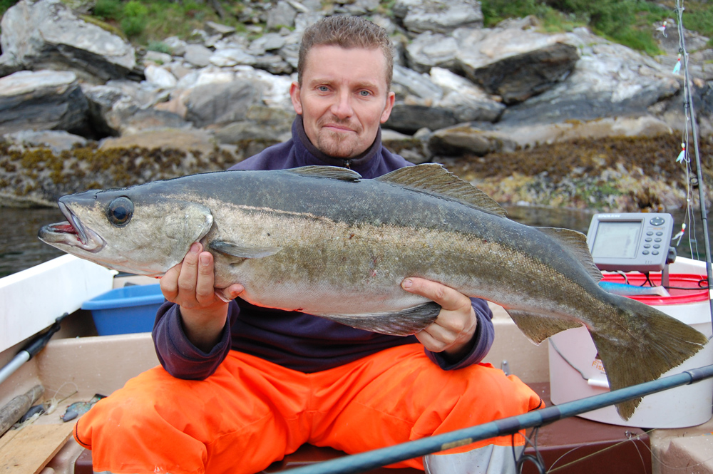 ex (PB) - Pollack vor Dønna Nordland Juni 2009