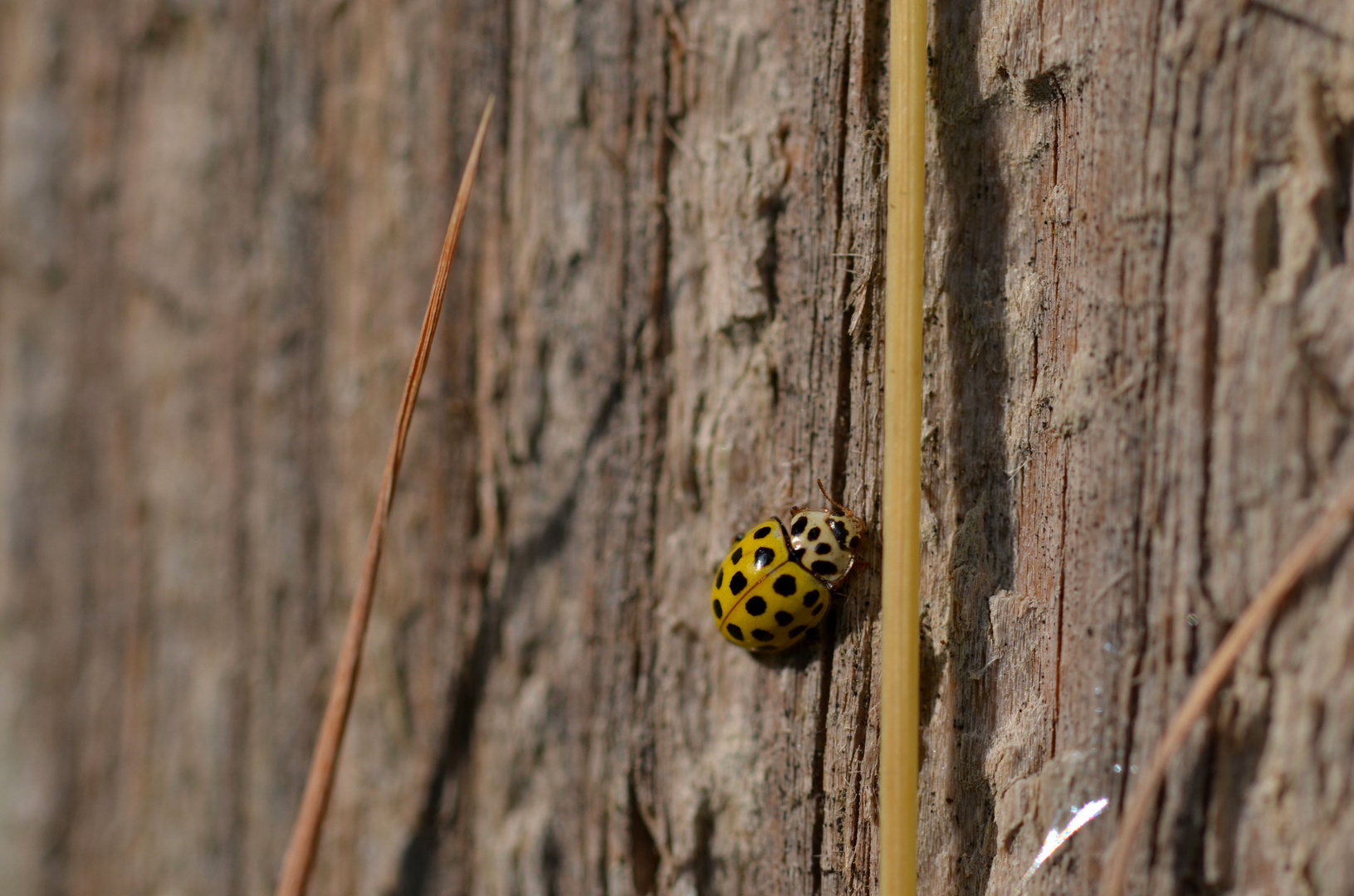 Exact twenty-two dots --- Psyllobora vigintiduopunctata L.