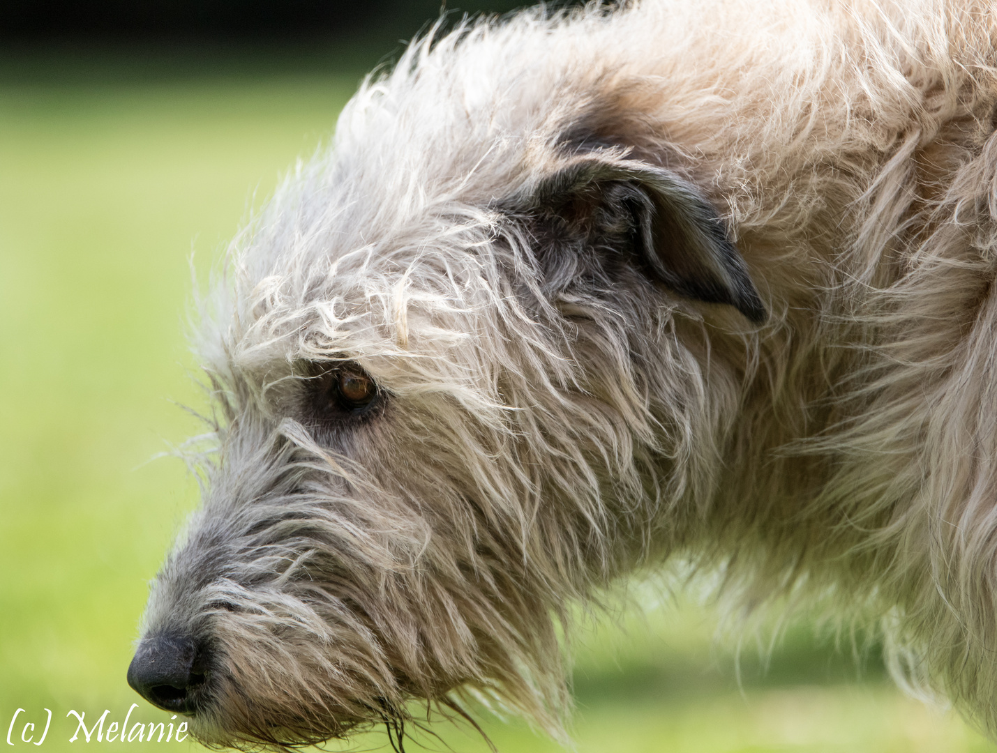 Exactly Dana Irish Wolfhound