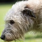 Exactly Dana Irish Wolfhound