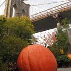 examenes: calabaza bajo el puente de Brooklyn