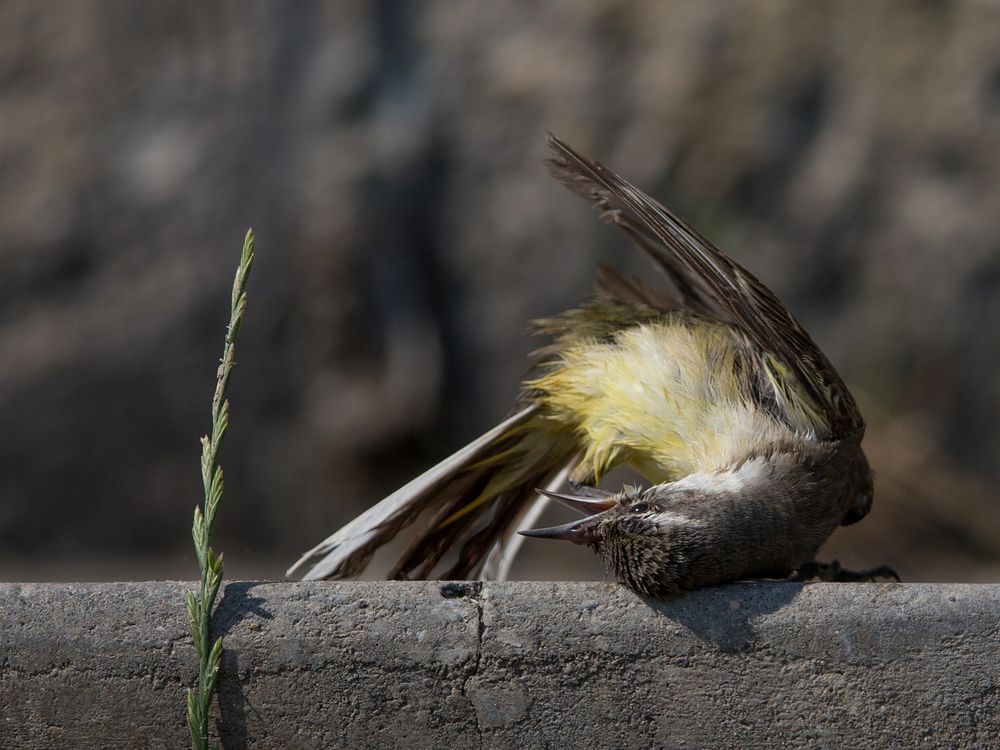 excentric yellow wagtail