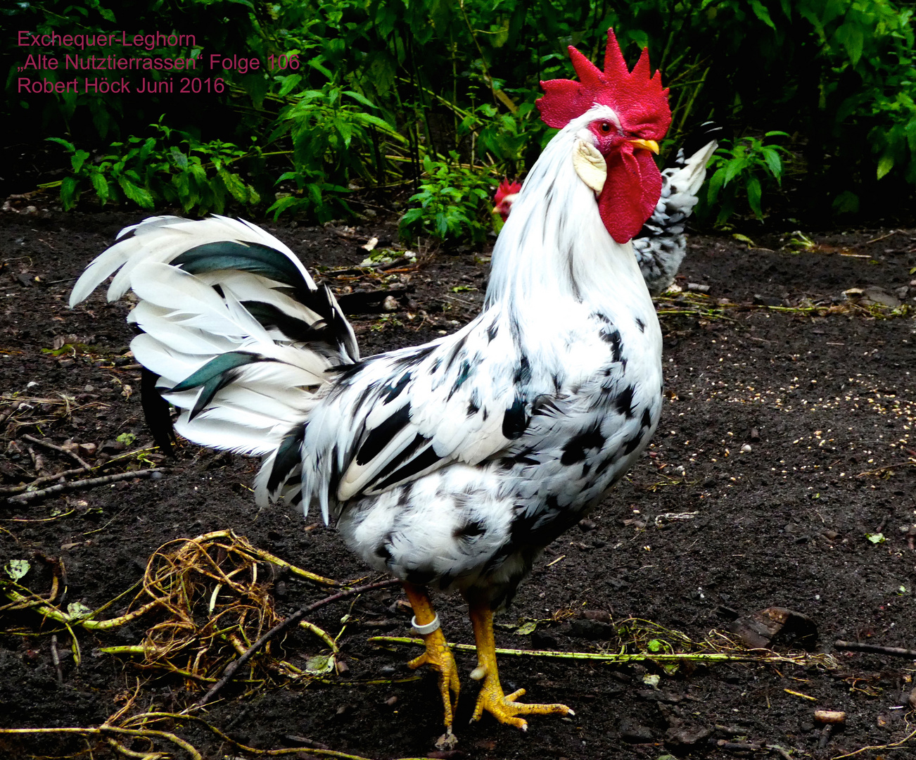 Exchequer Leghorn Hahn - Exchequer Leghorn rooster, Hühner by Robert Höck