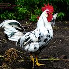 Exchequer Leghorn Hahn - Exchequer Leghorn rooster, Hühner by Robert Höck