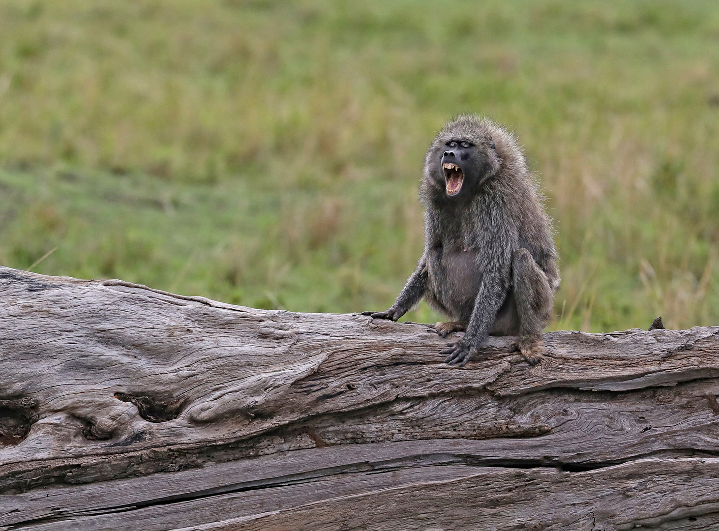 excited baboon