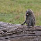 excited baboon